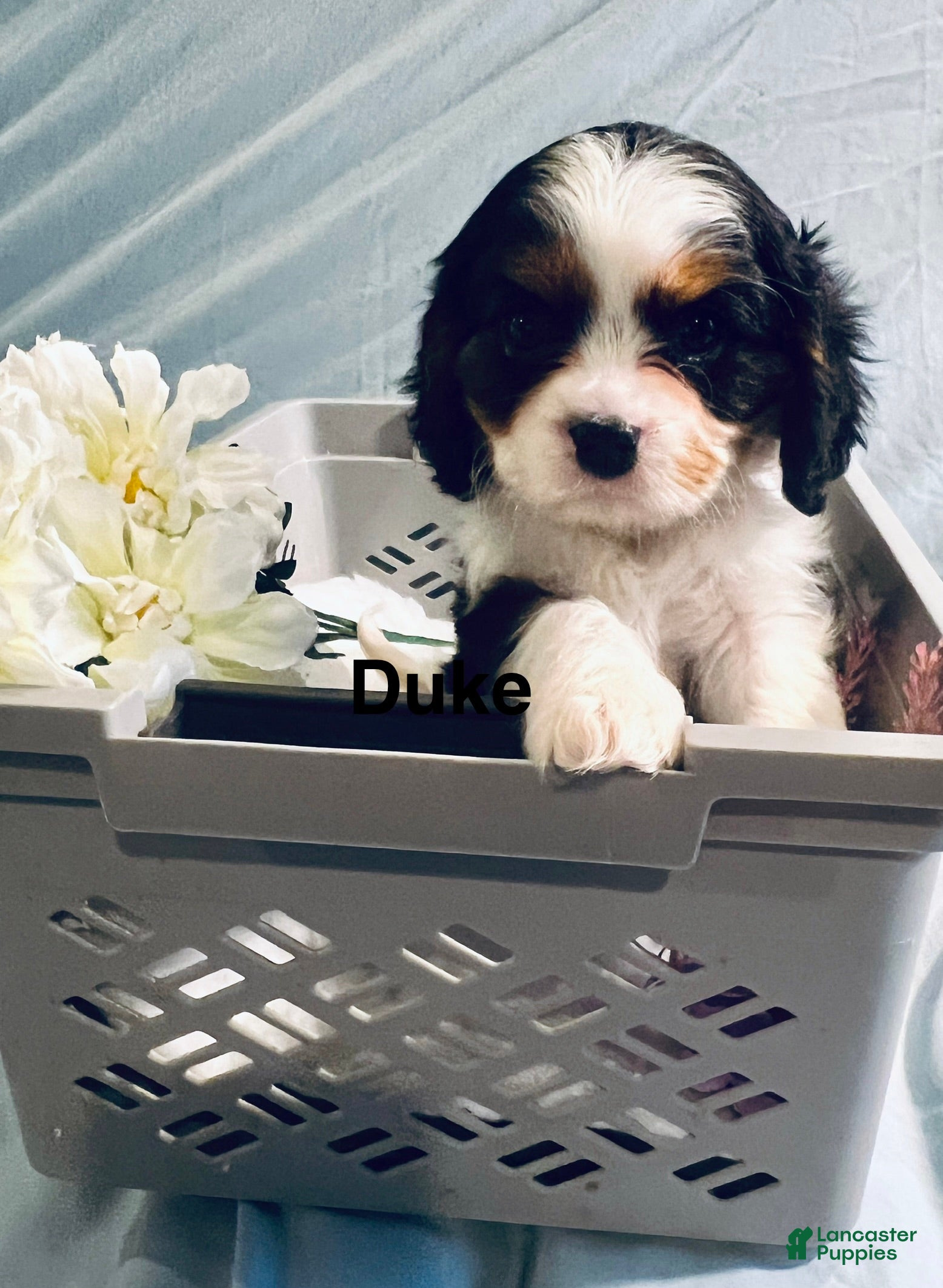 Cavalier King Charles Spaniel dogs Cavalier King Charles Spaniel Puppy 3 - Ad 1