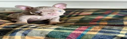 French Bulldog dogs for sale: French Bulldog 2 - Ad 5
