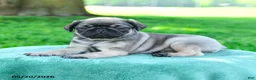Pug dogs for sale: Adam - Ad 2