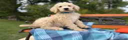 Labradoodle dogs for sale: Salty (Boy) - Ad 6