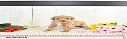 Miniature Poodle dogs for sale: Robest - Ad 3
