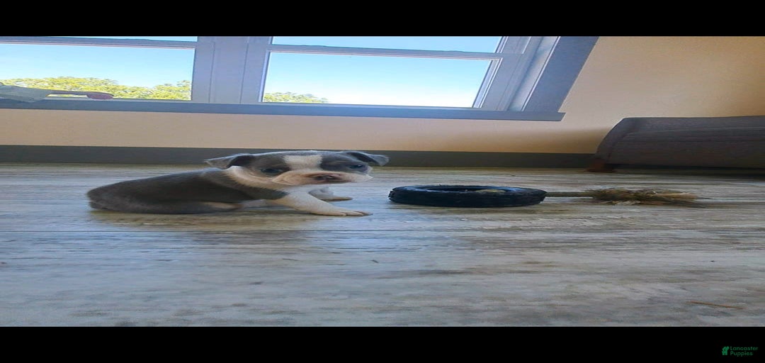 Gallery Image {{count}}