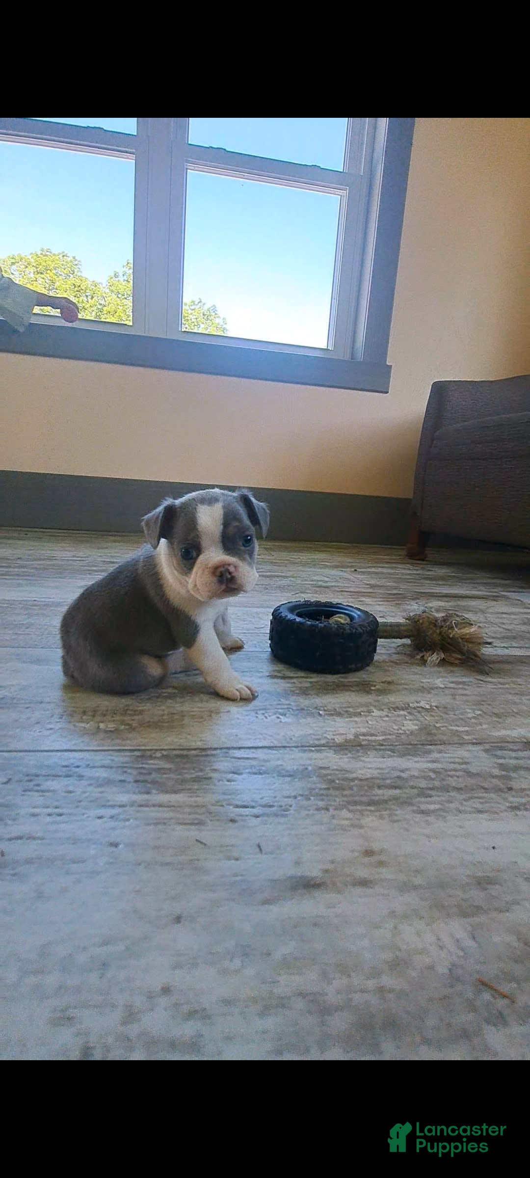 Gallery Image {{count}}