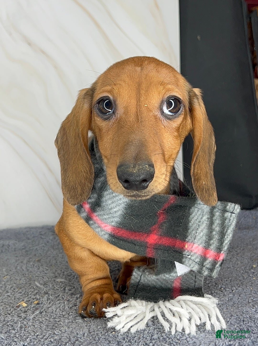 Miniature Dachshund dogs for sale: Miniature Dachshund red smooth - Ad 11