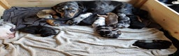Catahoula Leopard Dog dogs for sale: Tala 2025 Female 2 - Ad 17