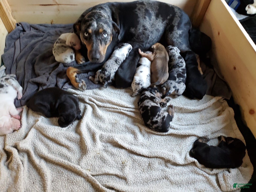 Catahoula Leopard Dog dogs for sale: Tala 2025 Female 2 - Ad 17