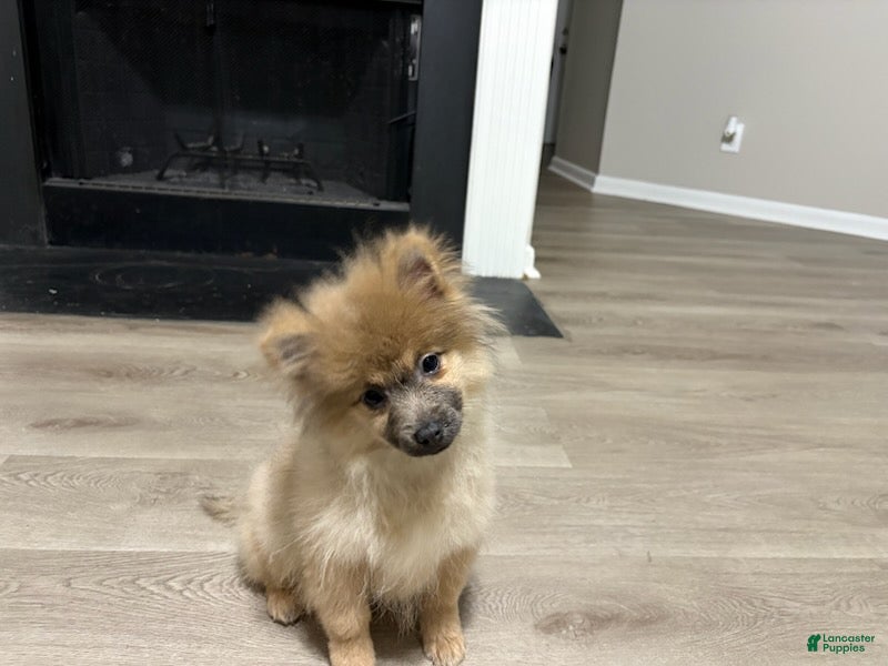 Pomeranian dogs Feather - Ad 2