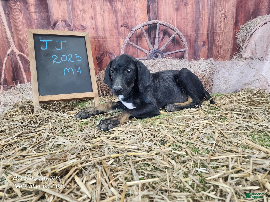 Catahoula Leopard Dog dogs for sale: JJ 2025 Male 4 - Ad 2