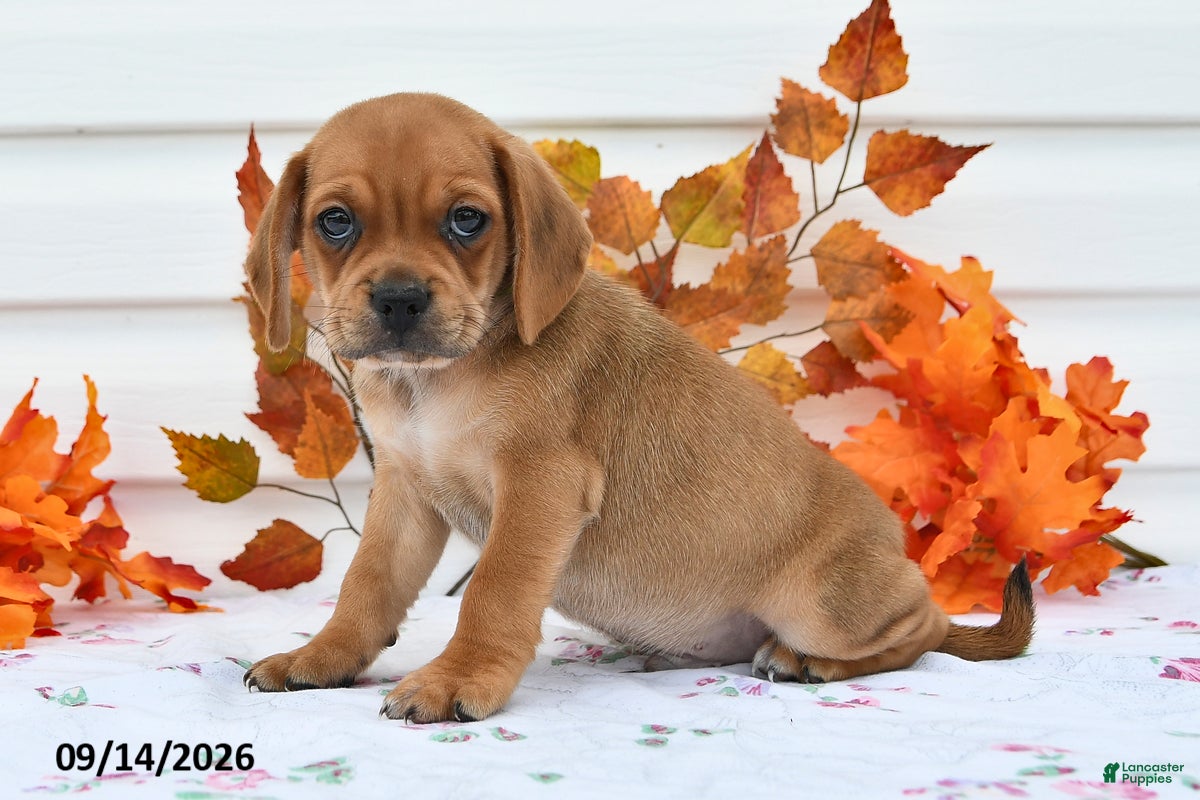 Puggle dogs for sale: Buddy - Ad 2