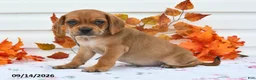 Puggle dogs for sale: Buddy - Ad 1