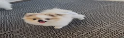 Pomeranian dogs for sale: Labubu  - Ad 2