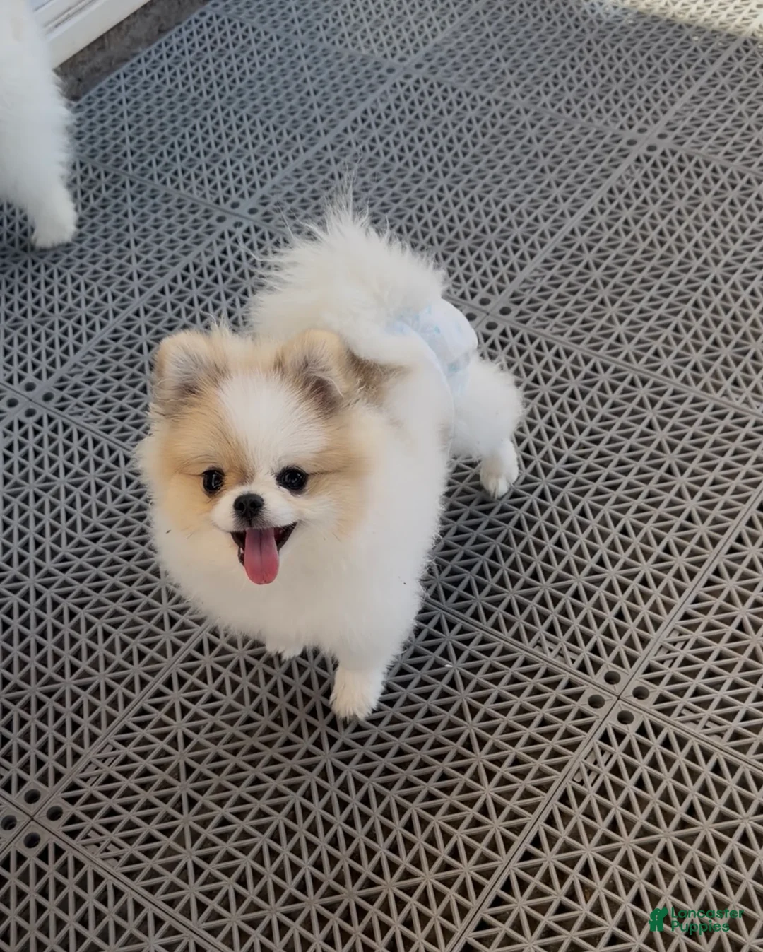 Pomeranian dogs for sale: Labubu  - Ad 2