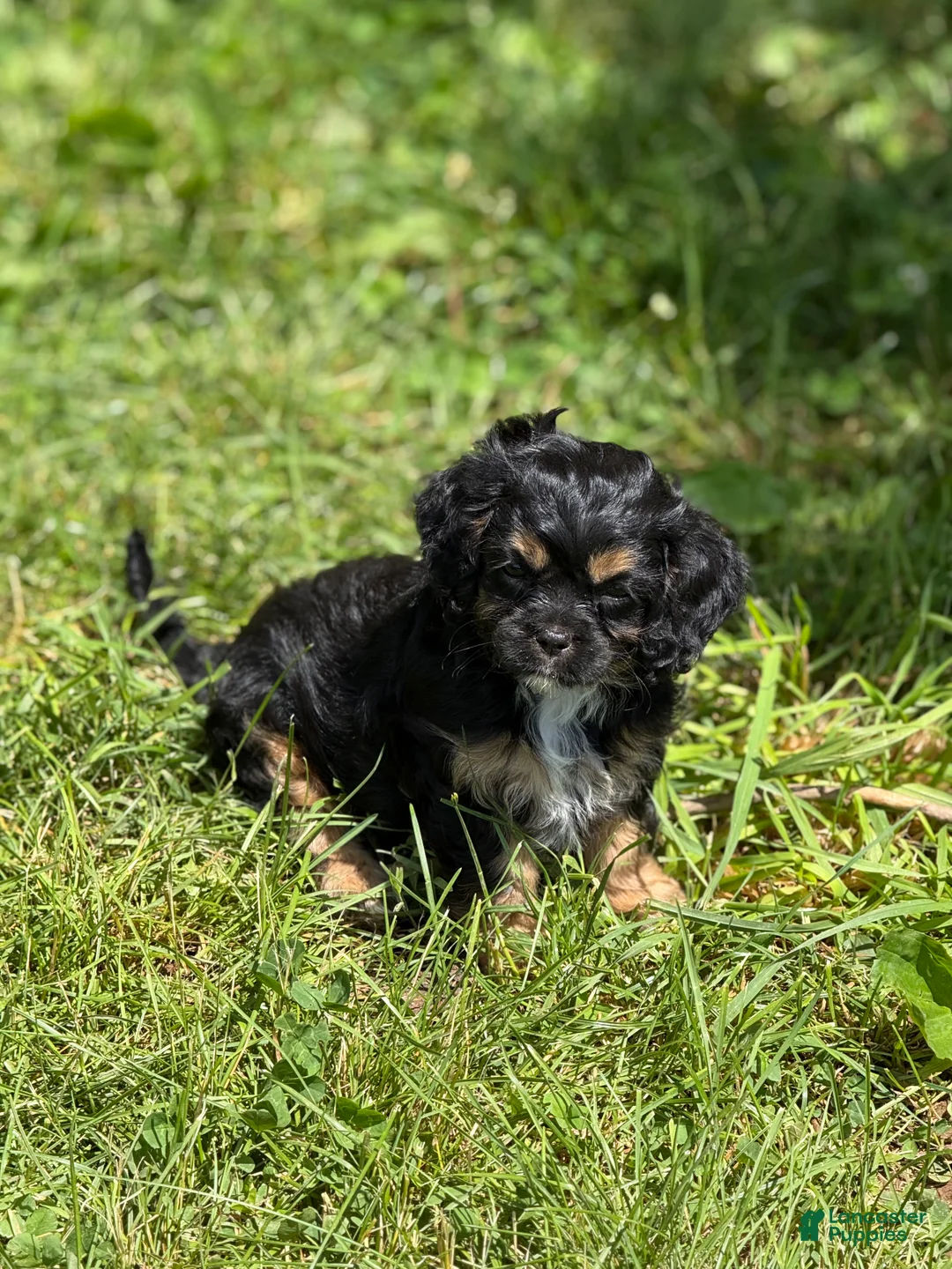 Cavapoo dogs for sale: Cavapoo Puppy 2 - Ad 2