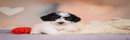 Maltipoo dogs for sale: Carter - Ad 5