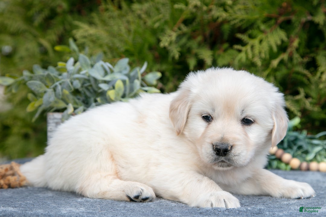 Golden Retriever dogs for sale: Miles - Ad 3