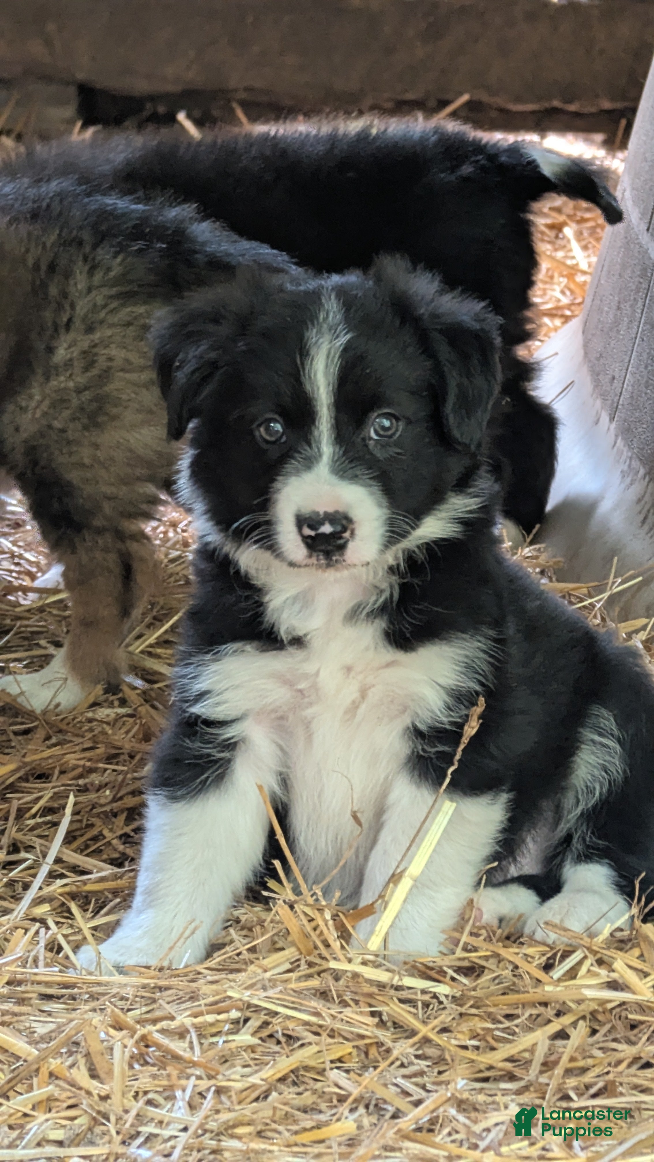 Bernese Mountain Dog dogs Bernese Mountain Dog 2 - Ad 1