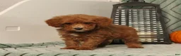 Miniature Poodle dogs for sale: Grover - Ad 2