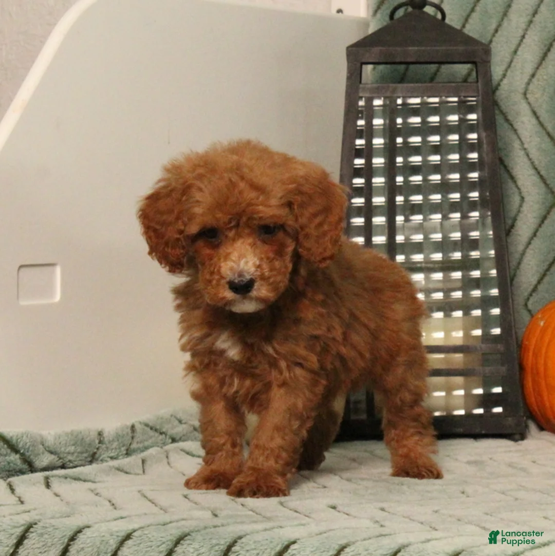 Miniature Poodle dogs for sale: Grover - Ad 2
