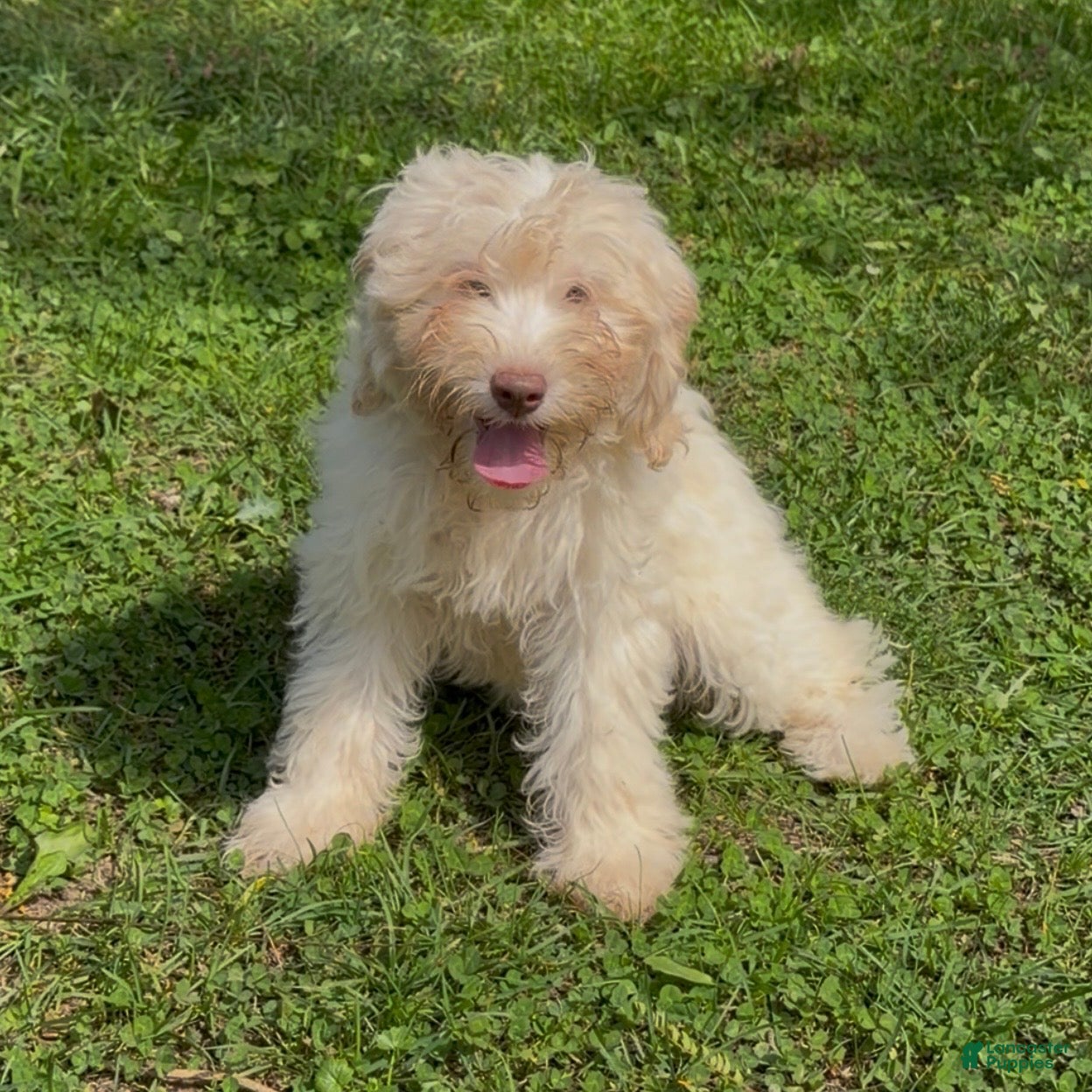 Mini Goldendoodle dogs Elsa - Ad 1