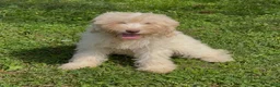 Mini Goldendoodle dogs for sale: Elsa - Ad 1