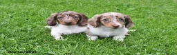 Miniature Dachshund dogs for sale: Butch - Ad 5