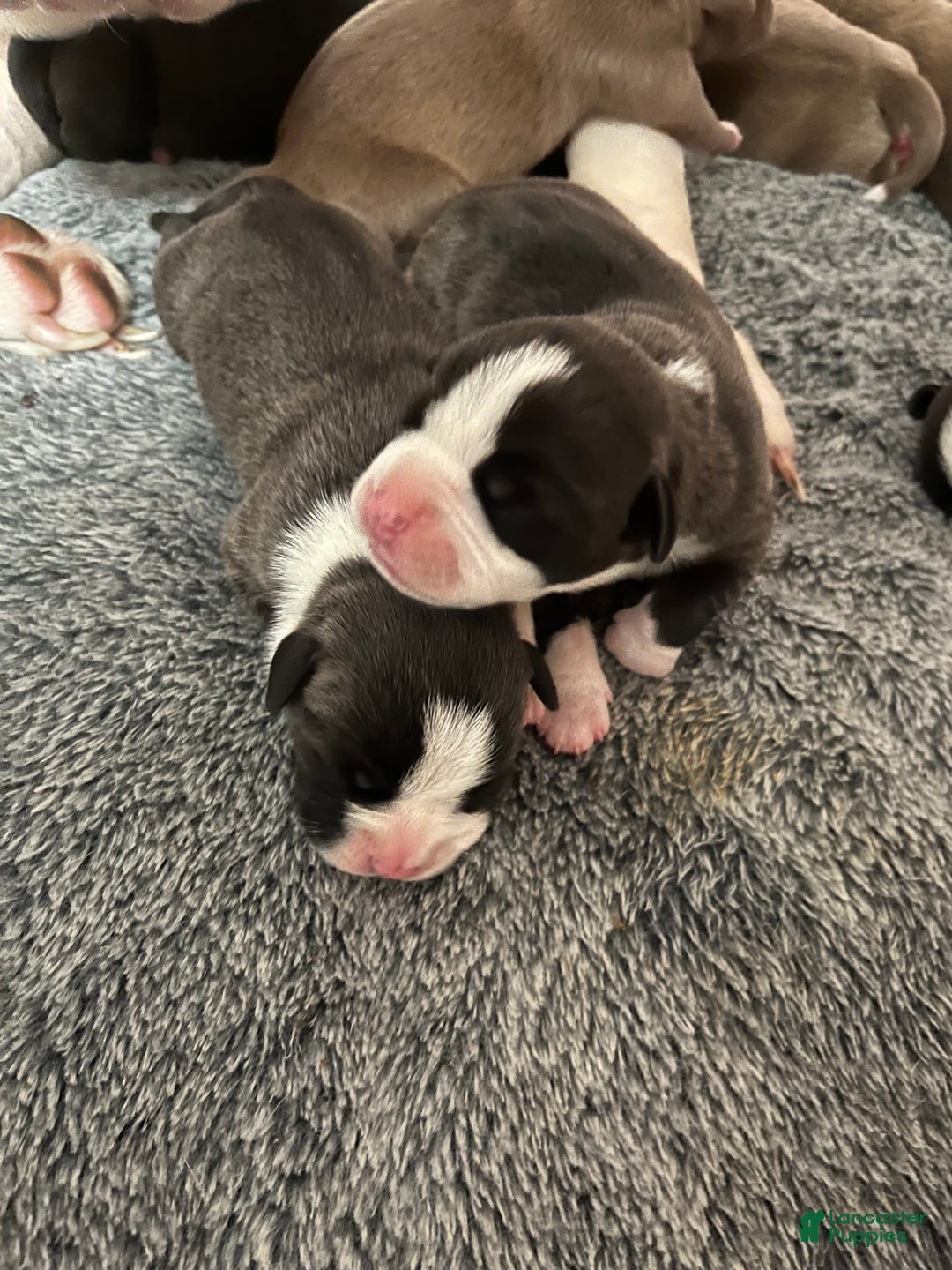 American Bully dogs for sale: American Bully Puppy 1 - Ad 8