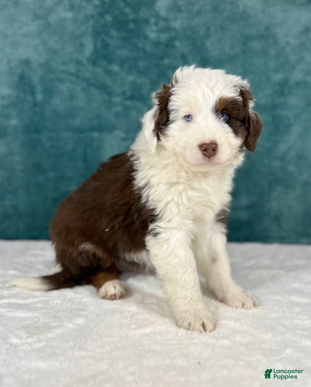 Aussiedoodle dogs for sale: Bear - Ad 3