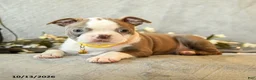 Boston Terrier dogs for sale: Caramel - Ad 4