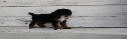 Miniature Poodle dogs for sale: Tanger - Ad 8