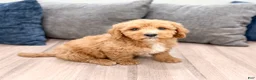 Miniature Labradoodle dogs for sale: Kent - Ad 3