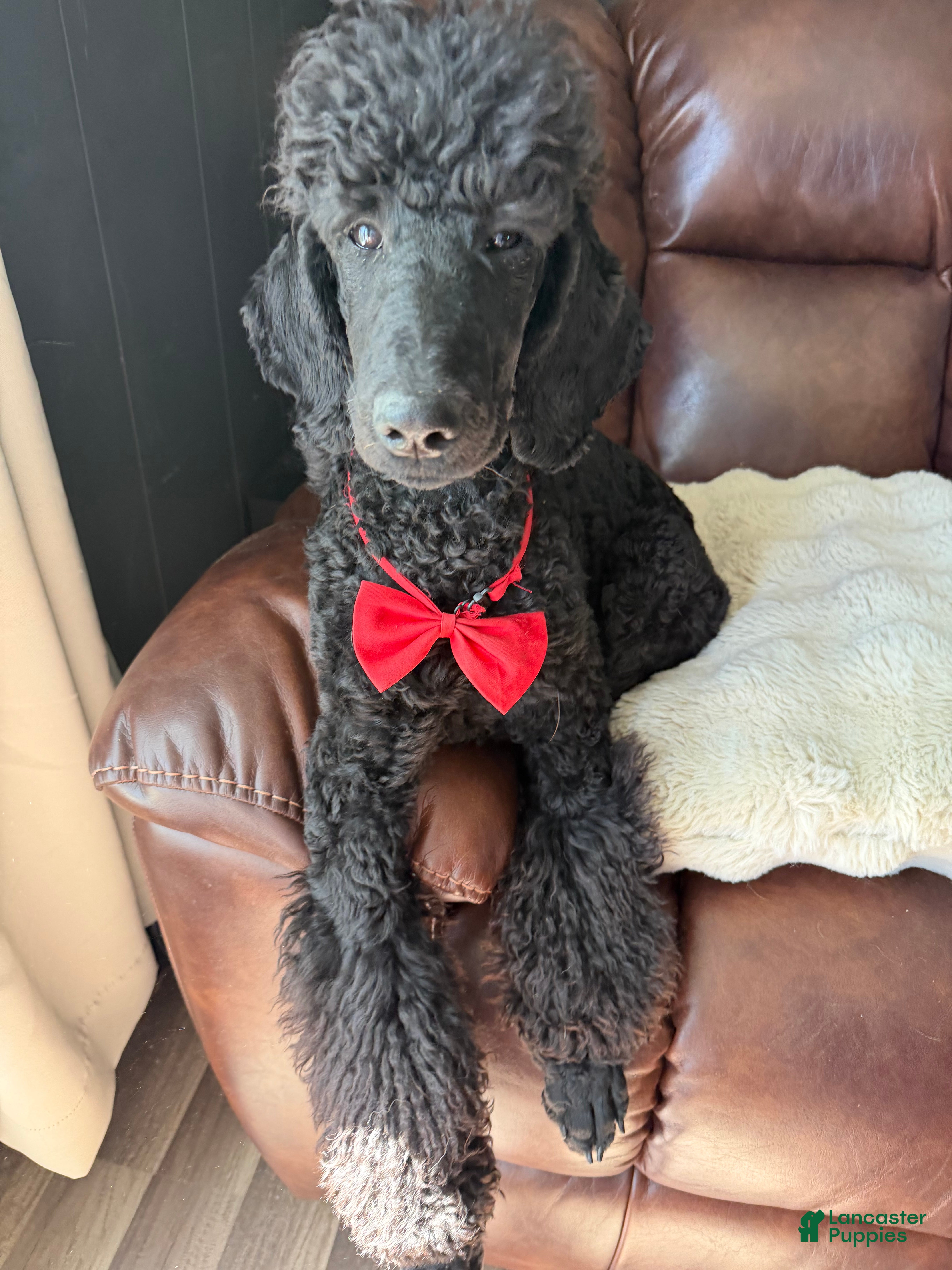 Standard Poodle dogs Mia  - Ad 26