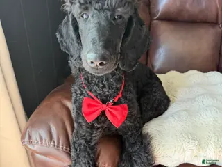 Standard Poodle dogs Mia - Ad 38