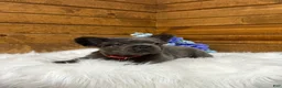 French Bulldog dogs for sale: Loki - Ad 5