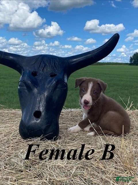 Border Collie dogs Female B - Ad 1