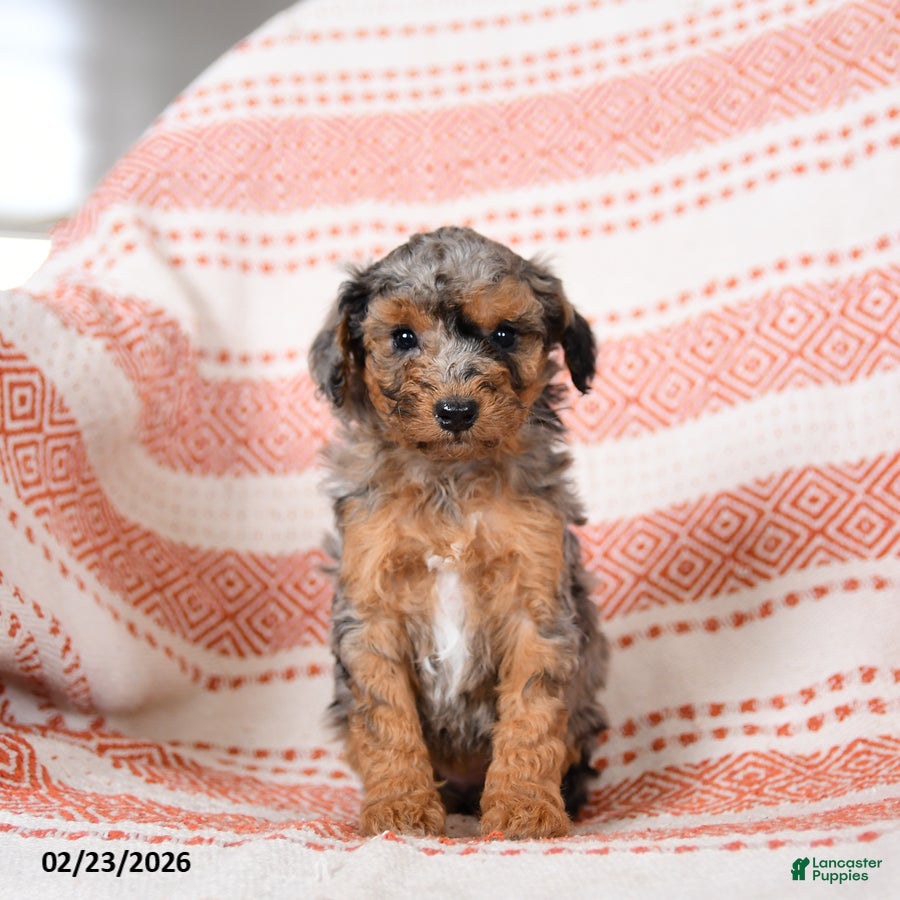 Miniature Poodle dogs Basil - Ad 2