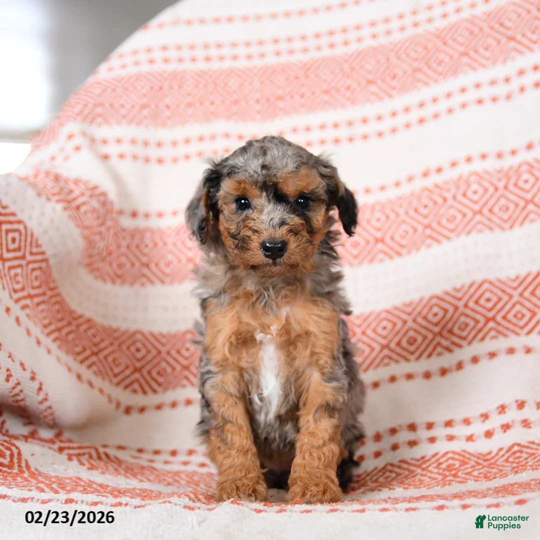 Miniature Poodle dogs for sale: Basil - Ad 2