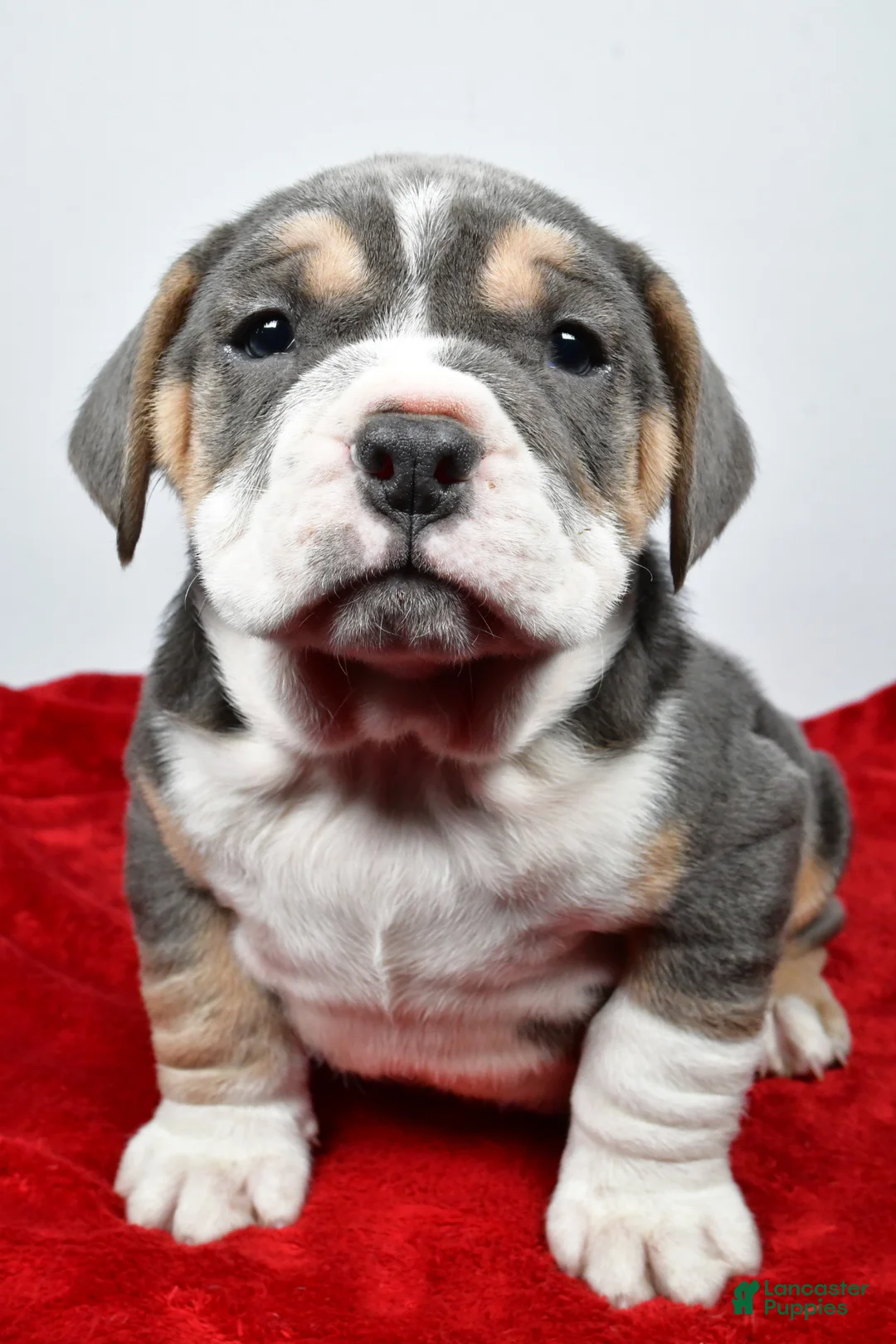 Beabull dogs for sale: Cash - Ad 7