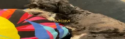 Mixed Breed dogs for sale: LeeLee - Ad 7