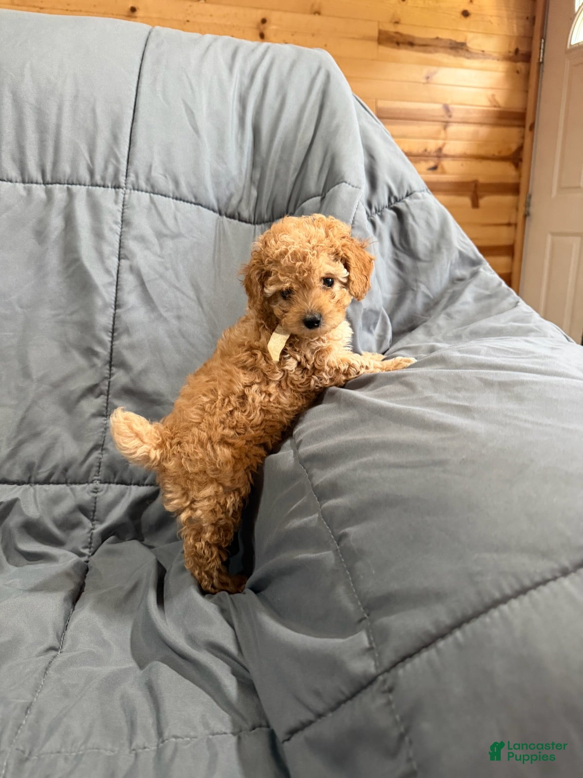 Toy Poodle dogs for sale: Rider - Ad 1