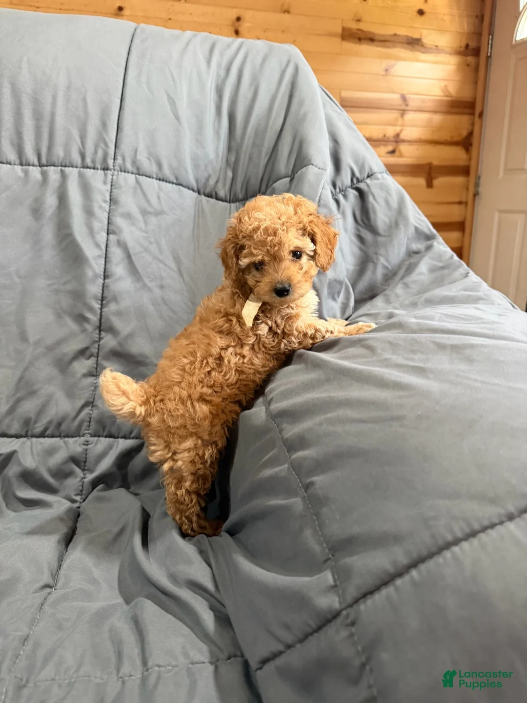 Toy Poodle dogs for sale: Rider - Ad 1