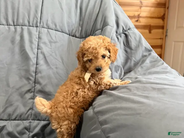 Toy Poodle dogs for sale: Rider - Ad 1