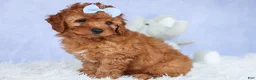 Cavapoo dogs for sale: TYSON - Ad 18
