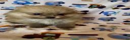 Pomeranian dogs for sale: Gelato - Ad 24
