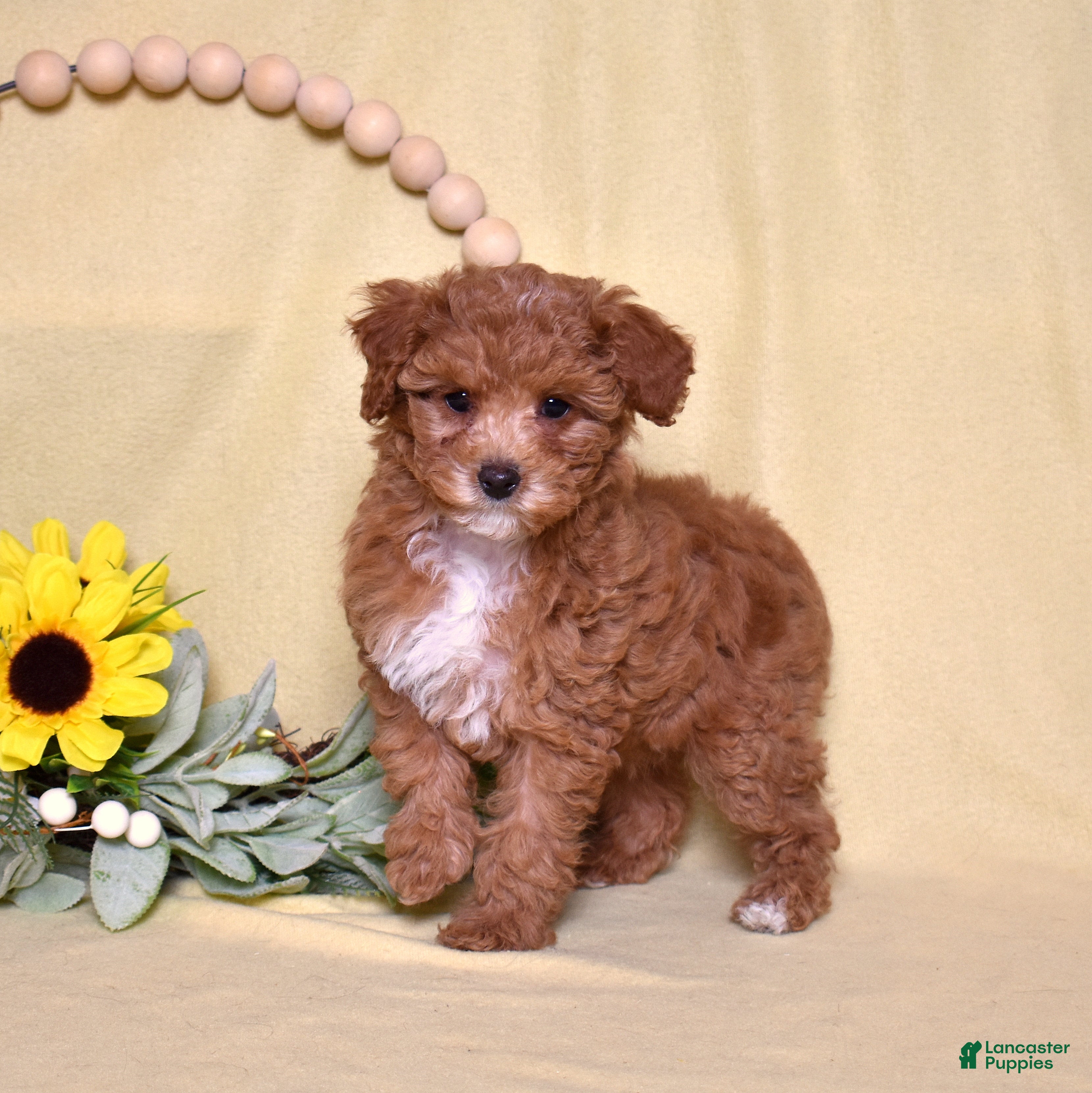 Miniature Poodle dogs Ruby - Ad 2