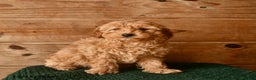 Mini Goldendoodle dogs for sale: Nevada  - Ad 1