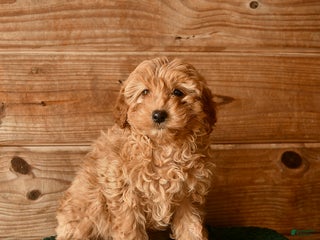 Mini Goldendoodle dogs Nevada - Ad 37