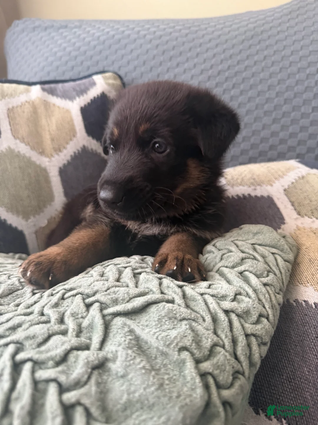 German Shepherd dogs for sale: German Shepherd Puppy 4-Black - Ad 2