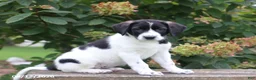Mixed Breed dogs for sale: Sunny - Ad 1