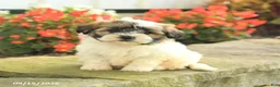 Teddy Bear dogs for sale: Jace - Ad 3