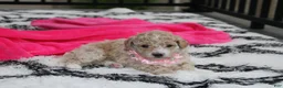 Bichpoo dogs for sale: Bichpoo 1Abby - Ad 3